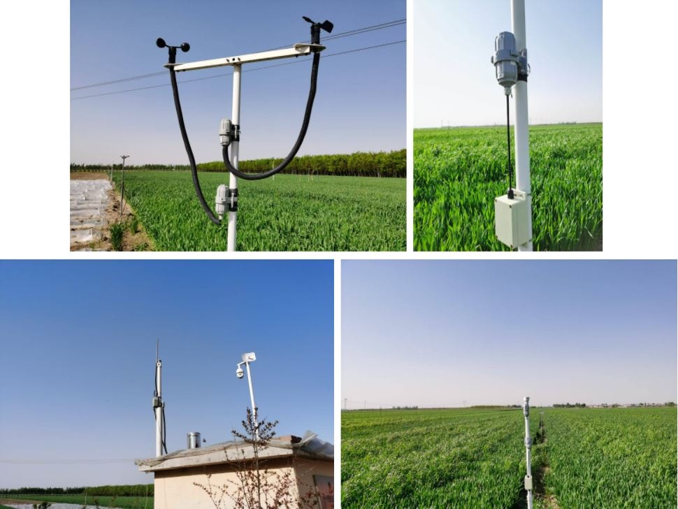 Hebei Cooperative Adopts SenseCAP for Triticale Field Monitoring, Precision Agriculture & Branding