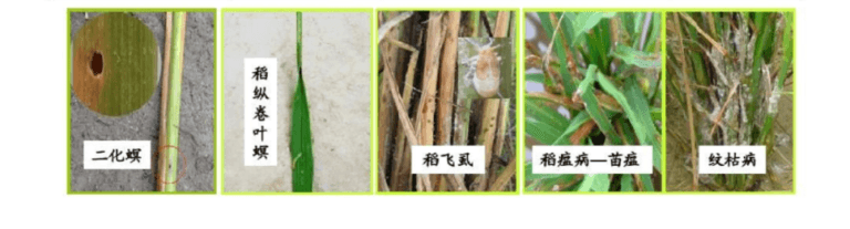 Rice pest and disease factors