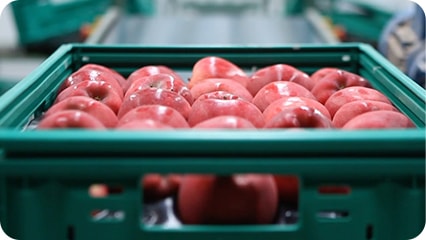 Smart Fruit Packing System