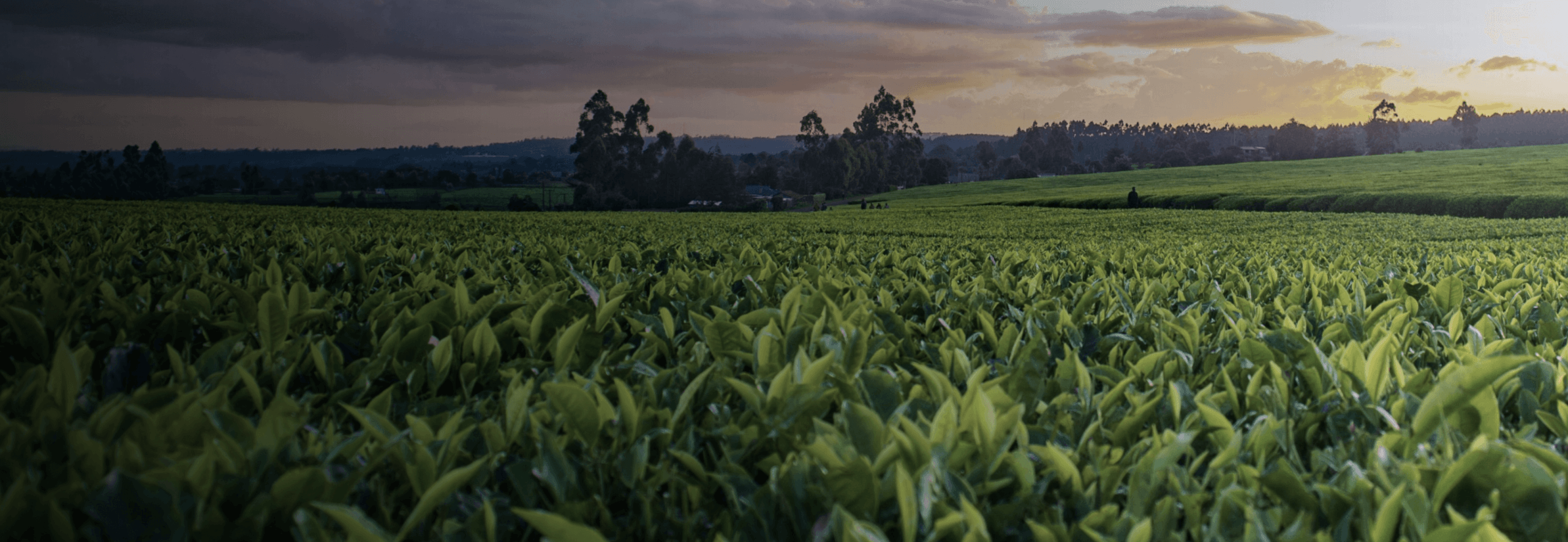 Smart Agriculture Environmental Sensing