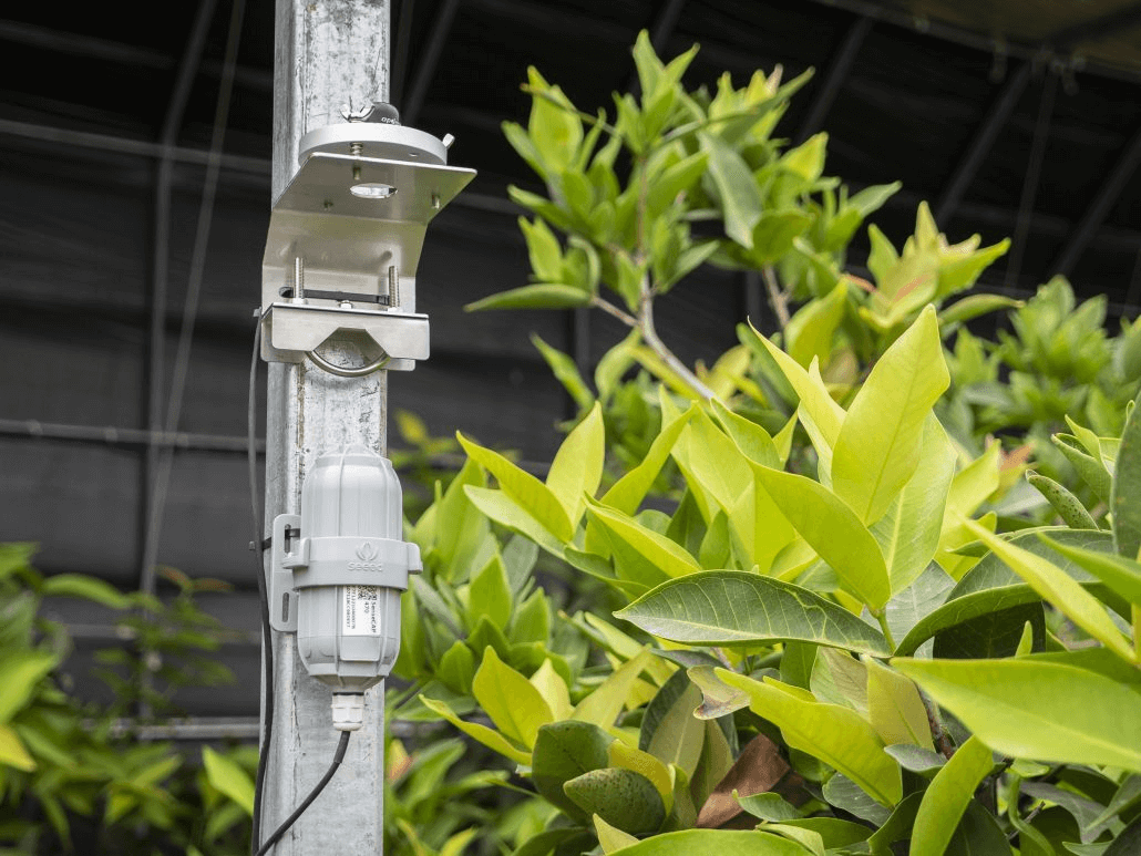 SenseCAP LoRaWAN Contributes to Smart Greenhouse, Monitoring Environmental Data for Growing Tropical Fruits in Shandong, Northern China.