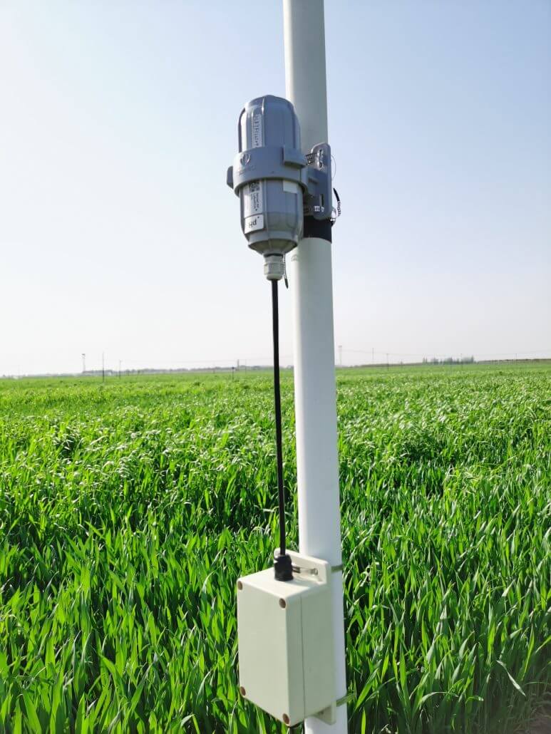 Integrated Water and Fertilizer Management for Precision Farming of High-Value Black Wheat