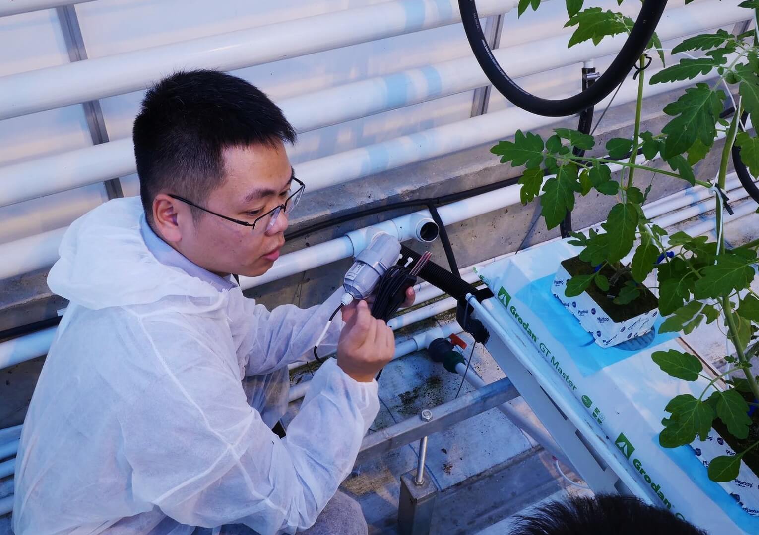 Cherry Tomato Plantation with SenseCAP LoRaWAN: Smart Farming at Greenhouse for SDGs in the Netherlands