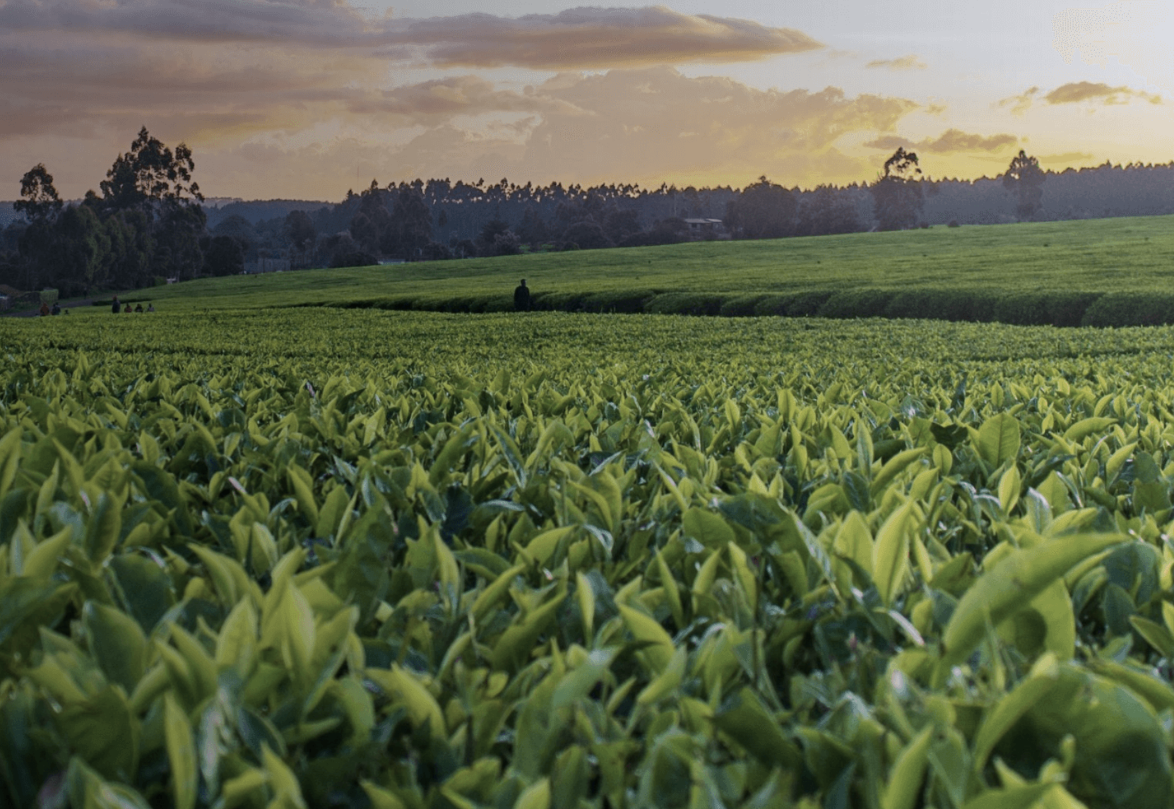 Smart Agriculture Environmental Sensing